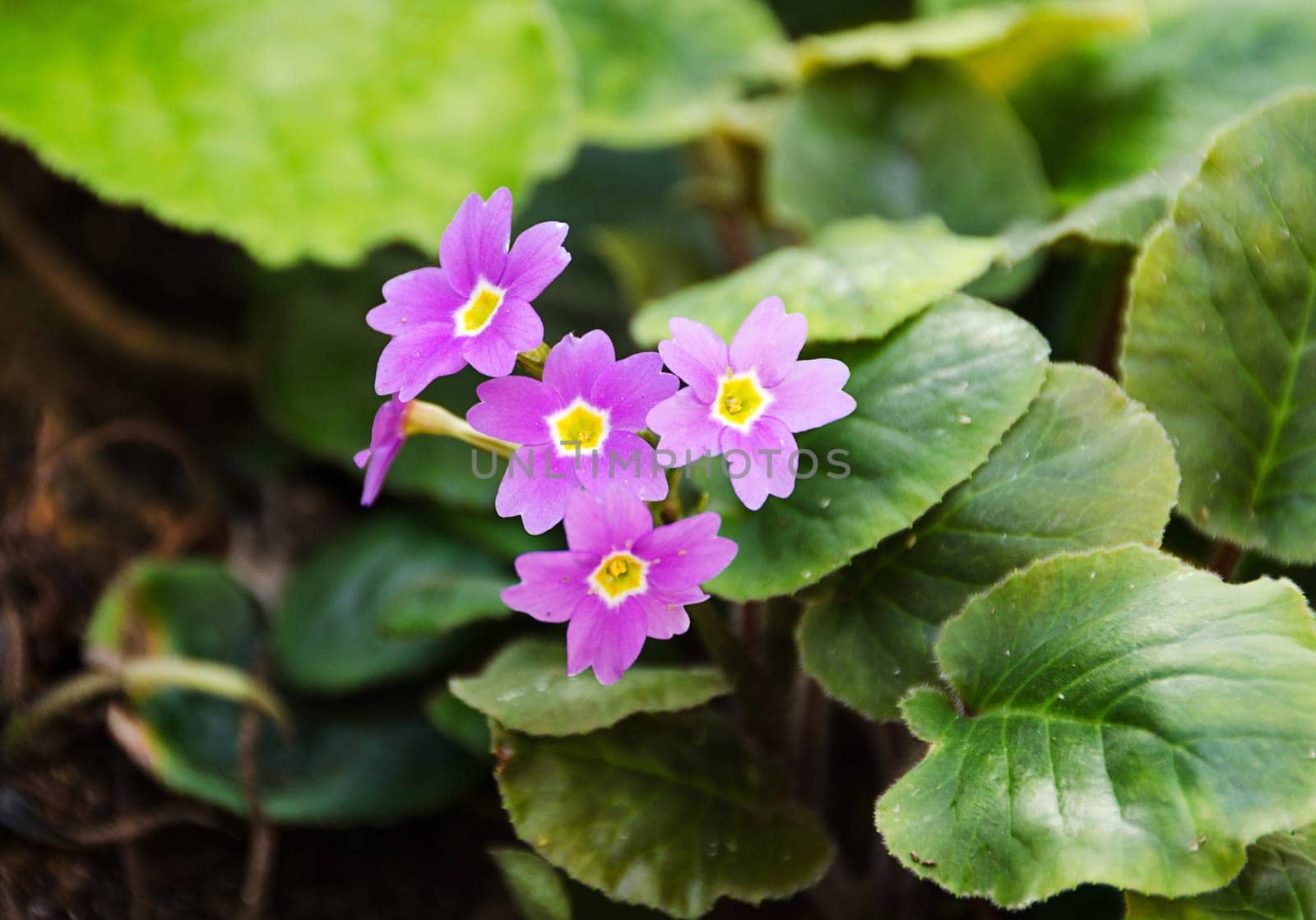 a beautiful purple primrose blooming in spring