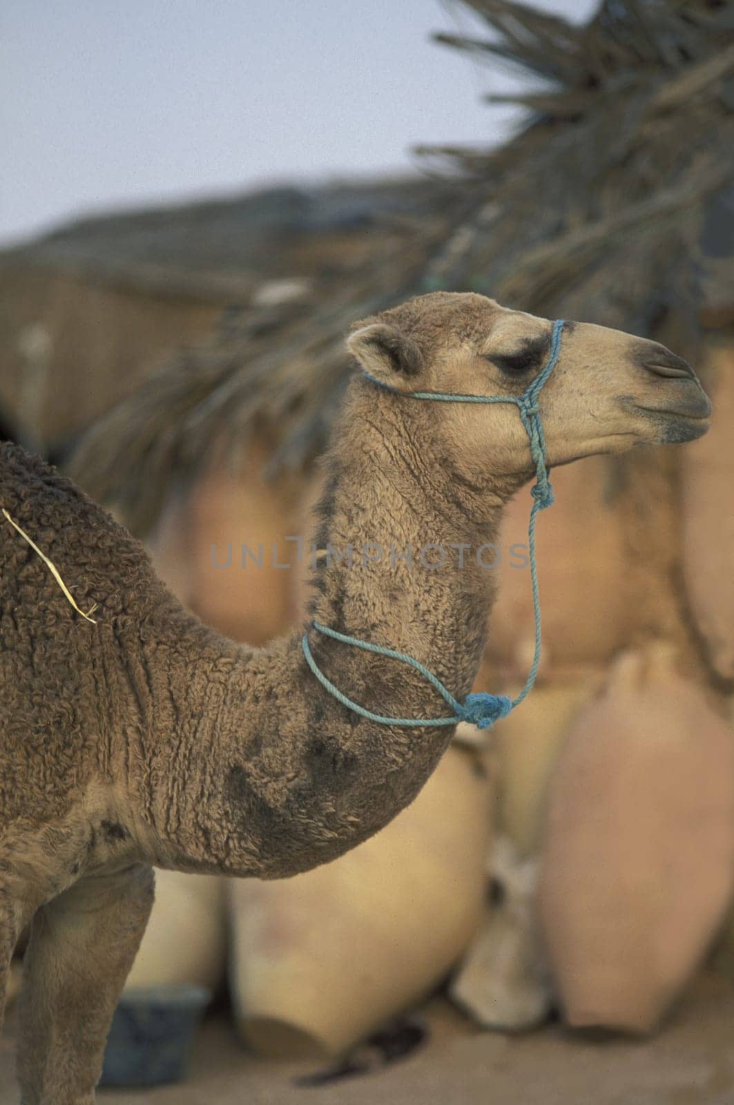 Bedouin with camel in the wueste of Douz in the south of Tunisia in North Africa.