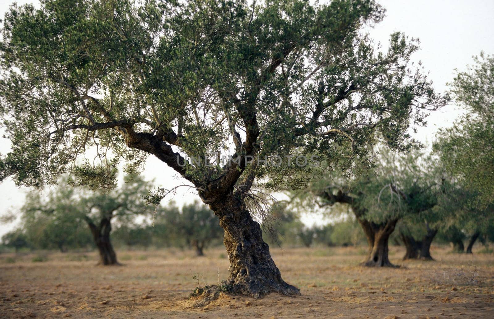 Olive baeume on the island of Jierba in the south of Tunisia in North Africa.