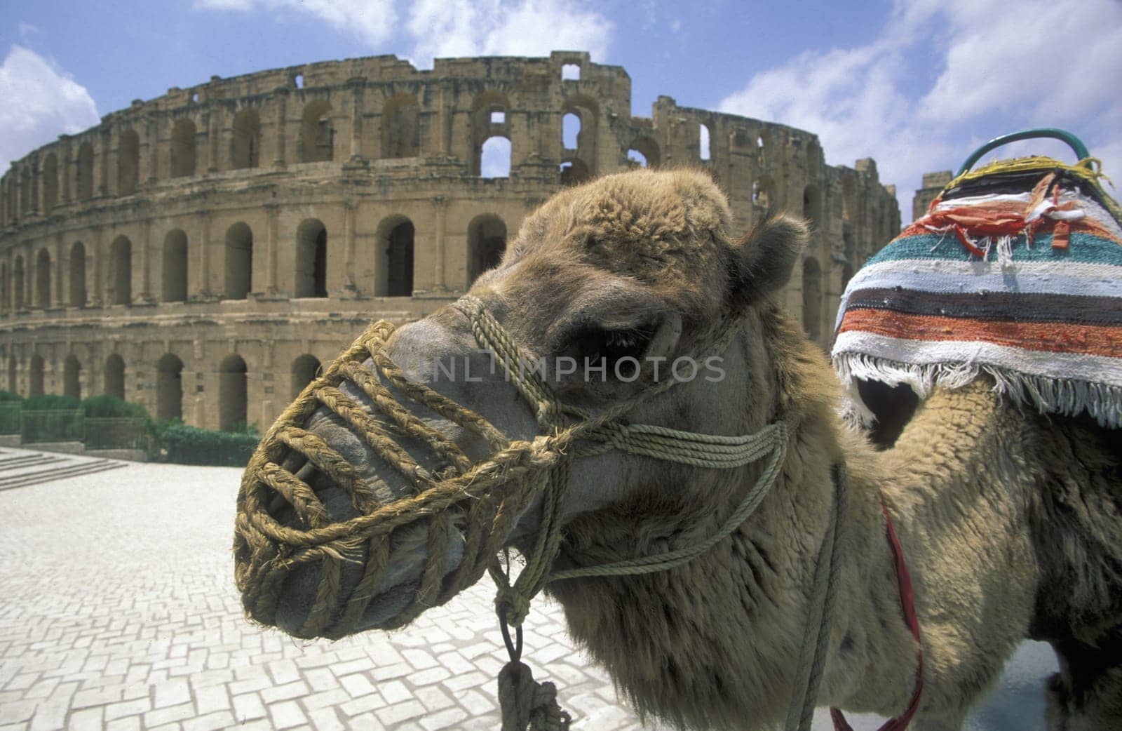The Colloseum in El Jem in central Tunisia in North Africa.