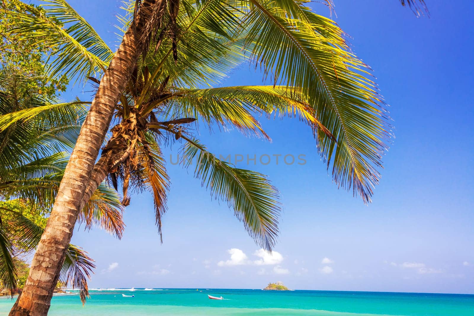 View of a palm tree and the blue and turquoise Caribbean Sea on the horizon in Capurgana, Colombia