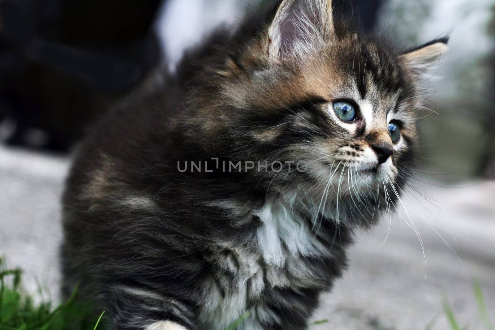 A cute little Norwegian cat