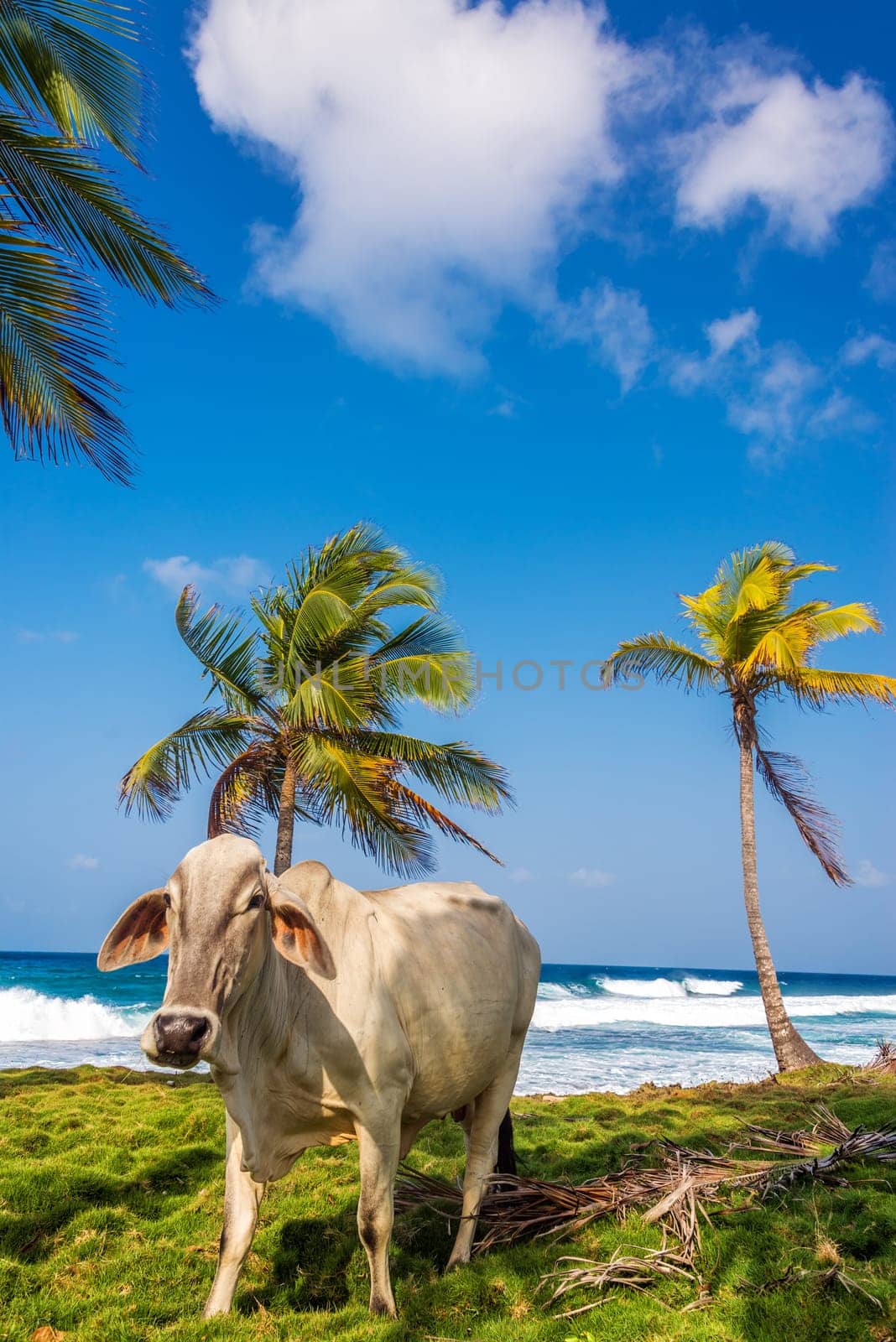 Cow and palm trees on a tropical Caribbean beach in Capurgana, Colombia