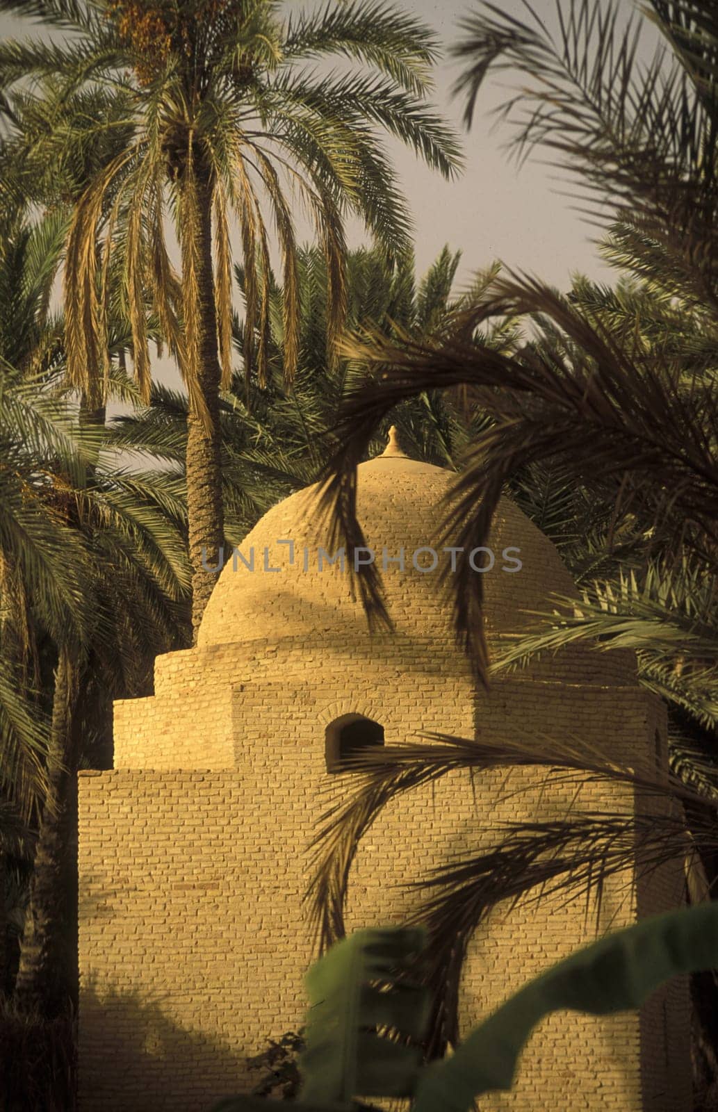 Africa,Tunisia. Douz.A small store in the dattel plantation in the oasis Douz in the south of Tunisia. (URS FLUEELER).......