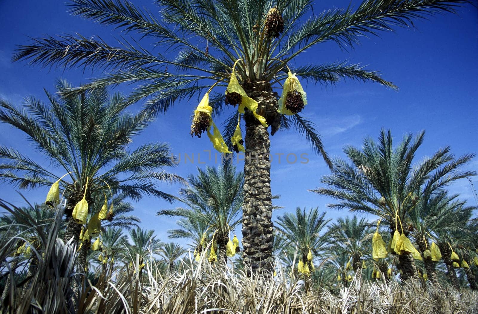 Africa,Tunisia. Douz A Bedouin at the Date harvest at the Dattel Plantation in the oasis douz in the south of Tunisia. (URS FLUEELER)