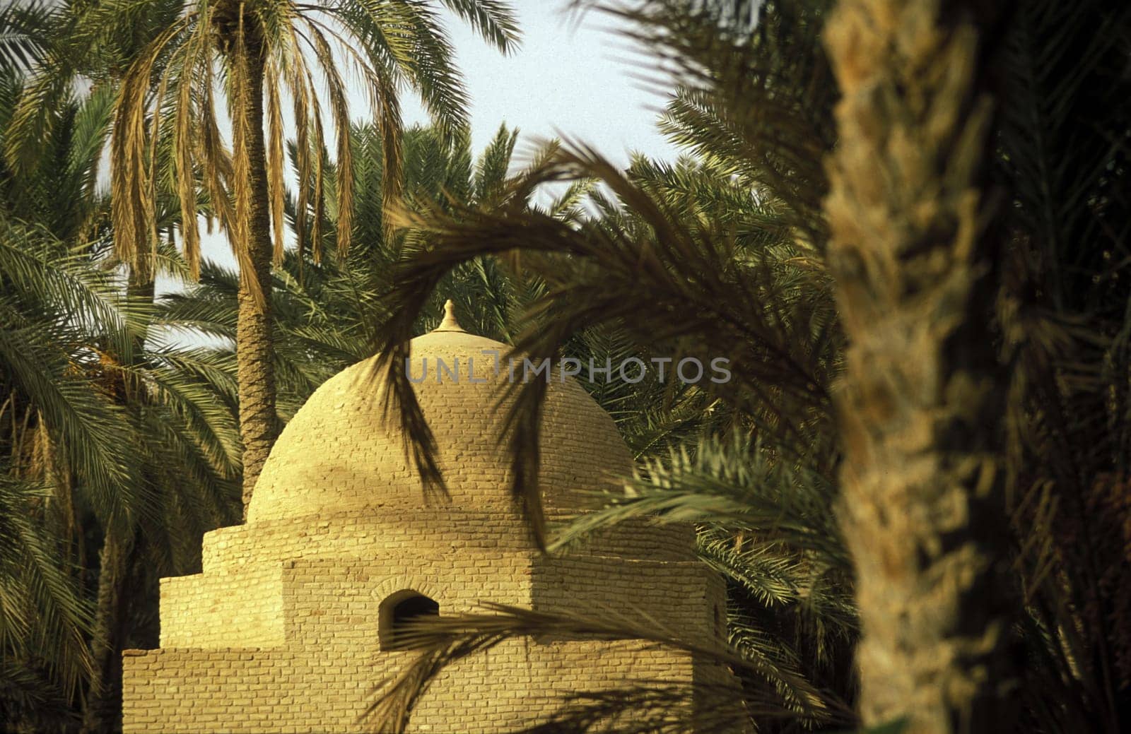 Africa,Tunisia. Douz A small store in the dattel plantation in the oasis Douz in the south of Tunisia. (URS FLUEELER)