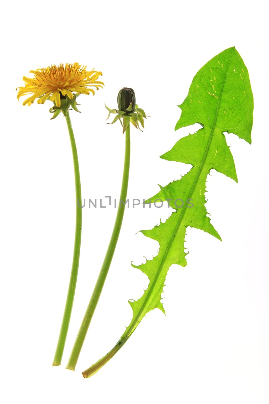 Flower,bud and a leaf of dandelion (Taraxacum officinale),exposed against a white background