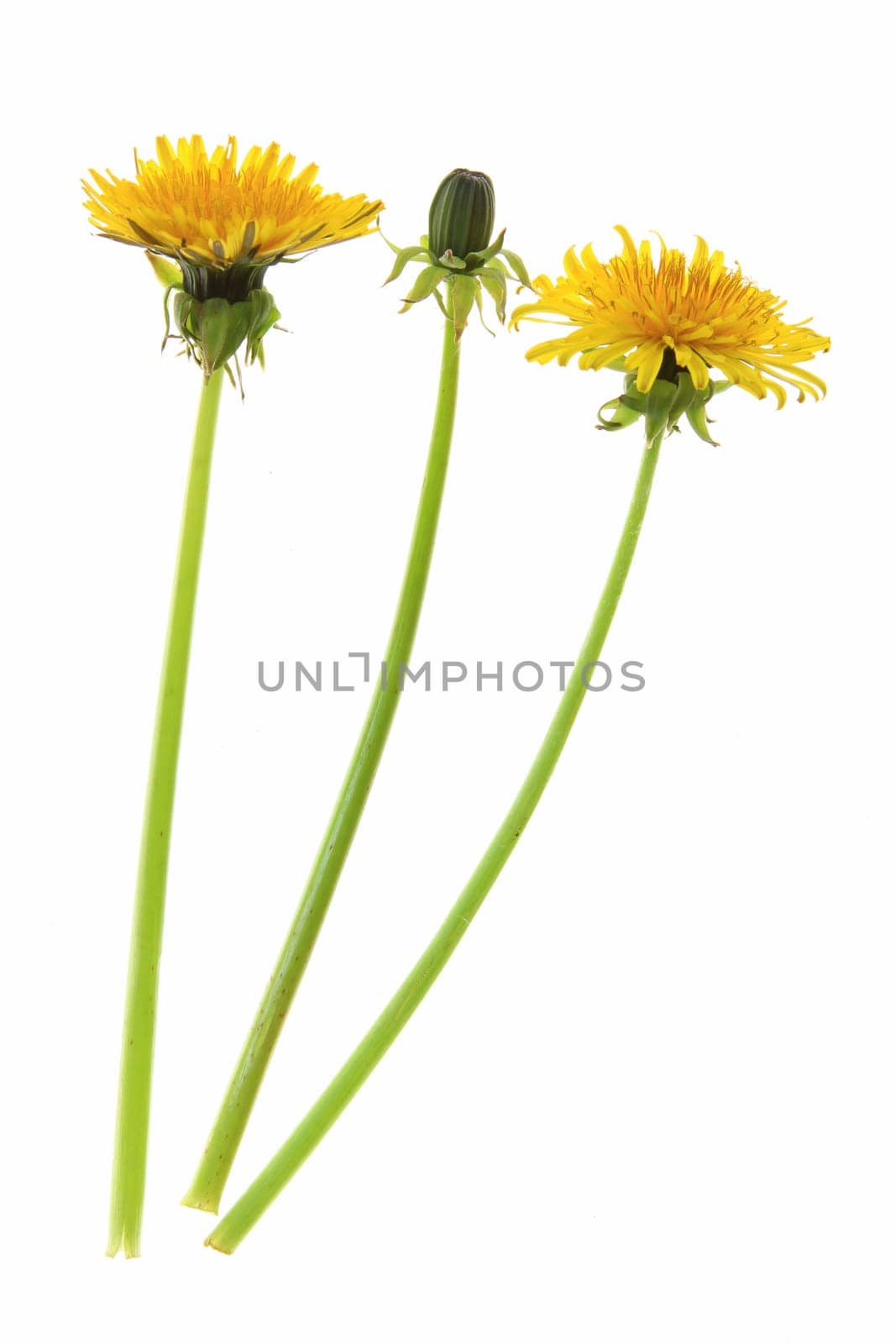 Flowers and a bud of dandelion (Taraxacum officinale) against a white background