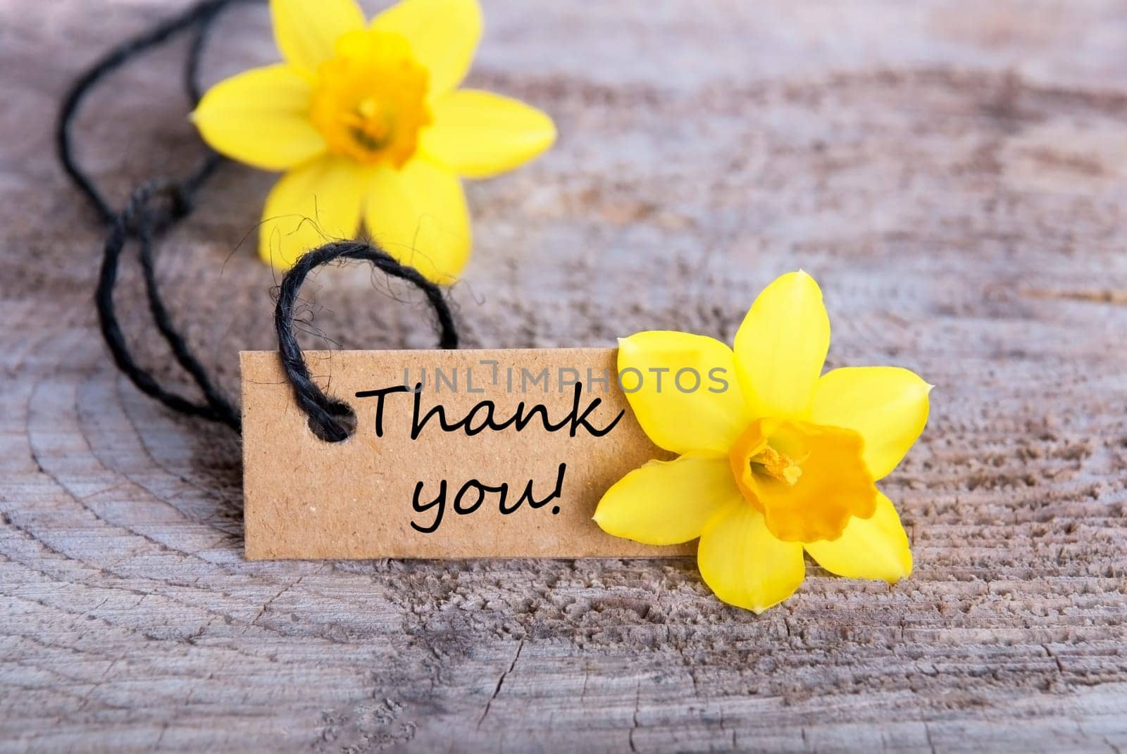 Label with Thank you and yellow narcisses in the Background