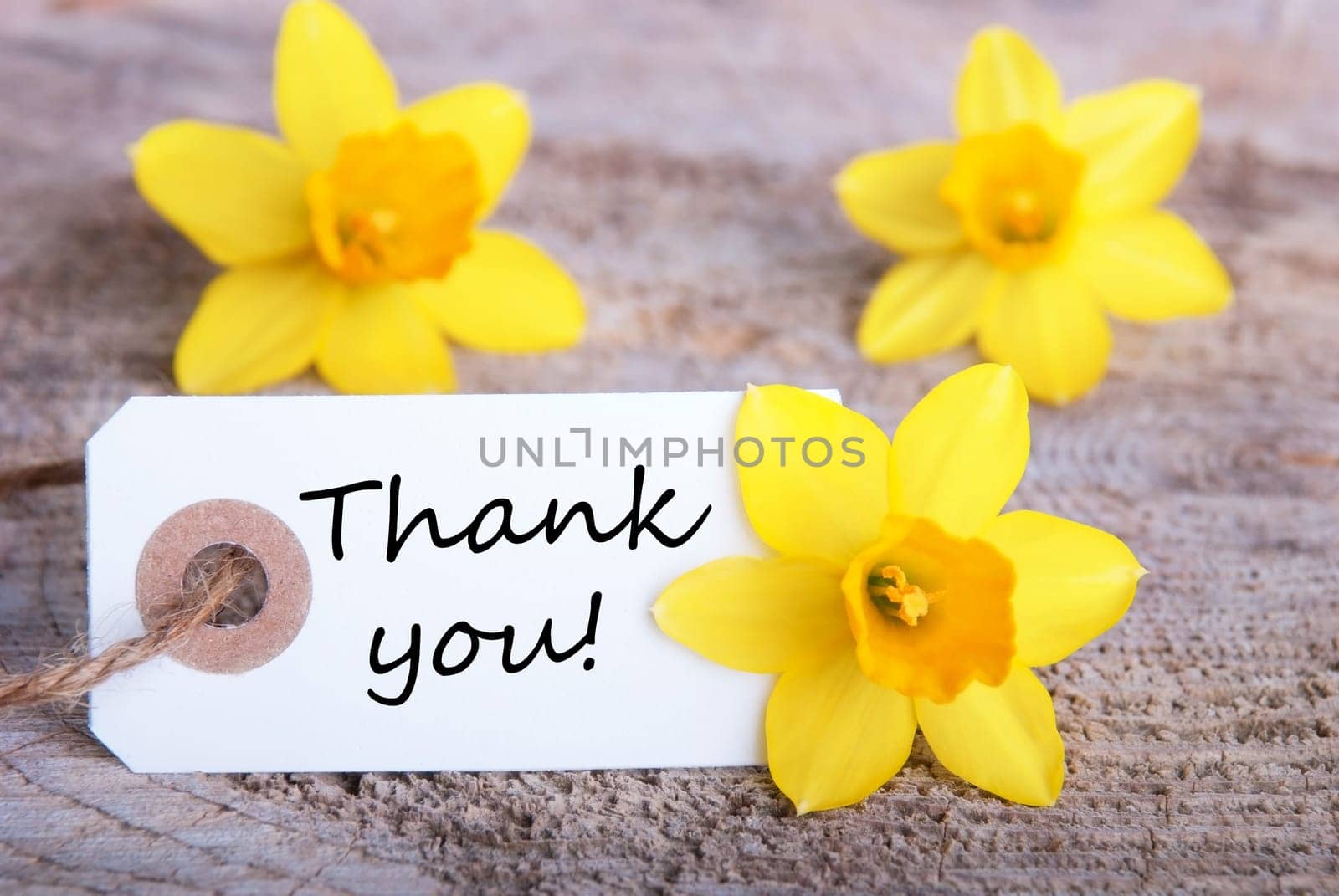Tag with Thank You and Yellow Narcisse Blossoms in the Background