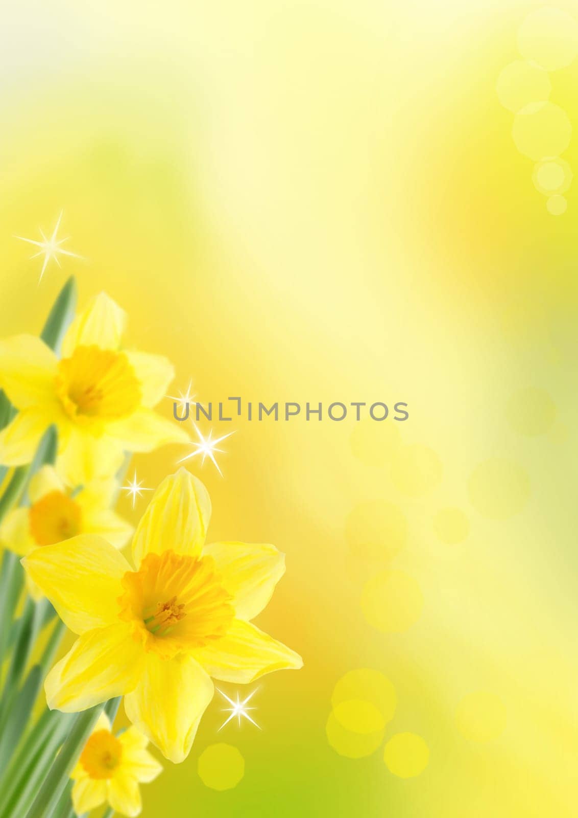 Yellow Daffodils as Spring and Easter Background with shining Stars