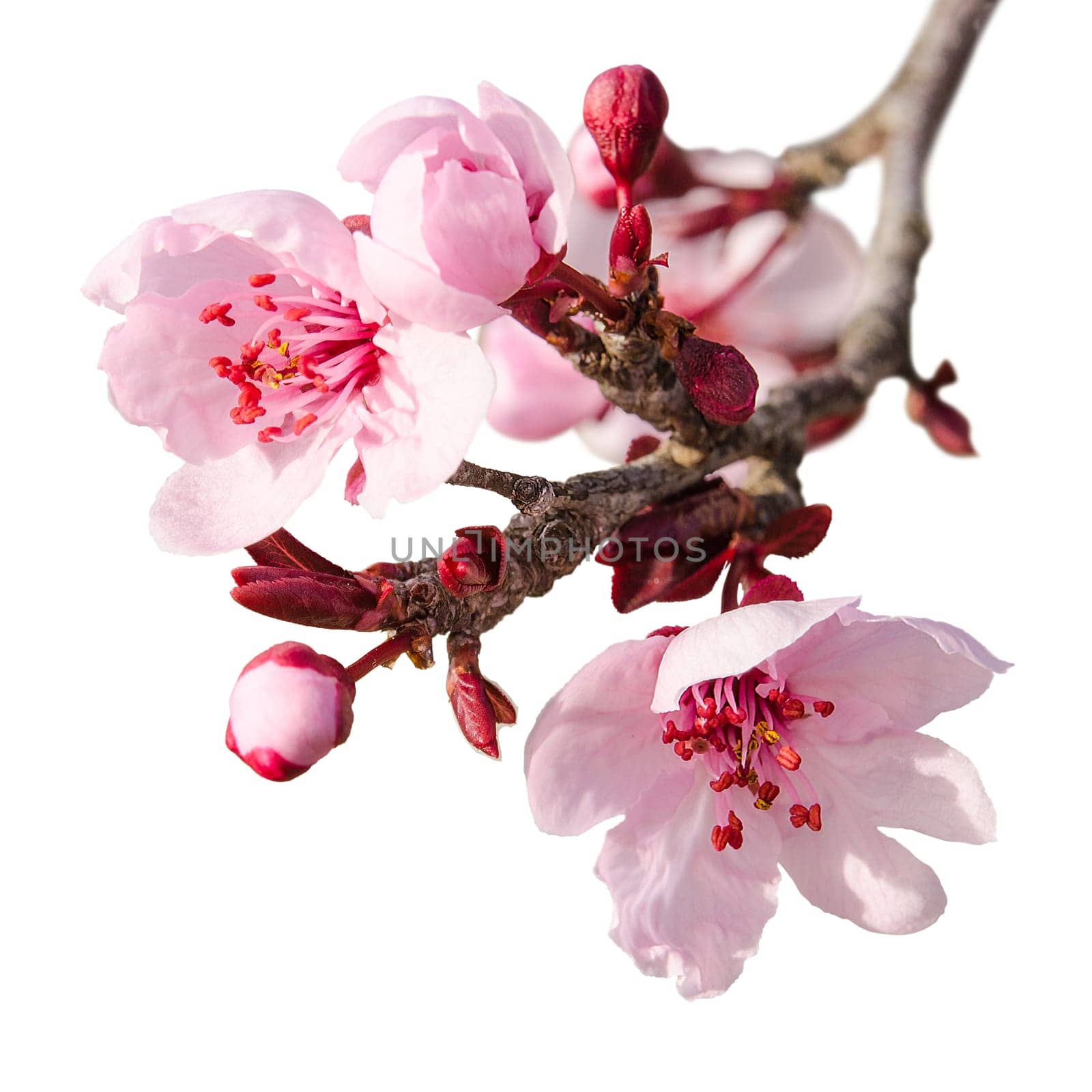 Branch of spring plum blossom with pink flowers and buds isolated on white