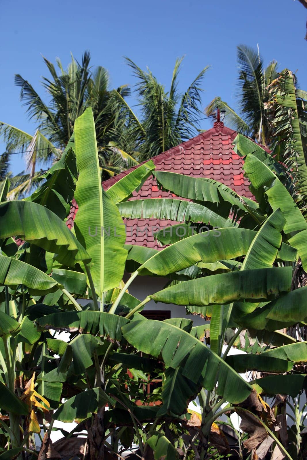 Asia,South East,Indonesia,Bali,Island,Nusa Lembongan,Landscape,Nature,Jungutbatu,Banana Tree,House,Imobilien,(Urs Flueeler)