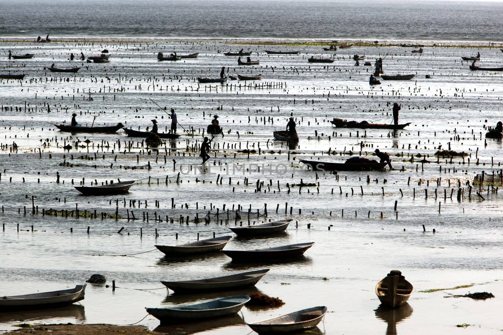 The harvest in the seagrass plantation on the island of Nusa Lembongan on the neighboring island of Bali,Indonesia.
