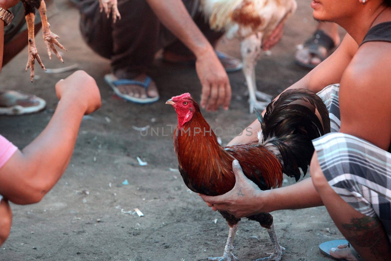 Asia,Indonesia,Bali,Nusa Lembongan,Huehner,Haennenkampf,Hahnenkampf,Animal,Wettspiel,. People and haenne at a traditional haennenfight on the island of Nusa Lembongan near Bali in eastern Indonesia.       (Urs Flueeler)