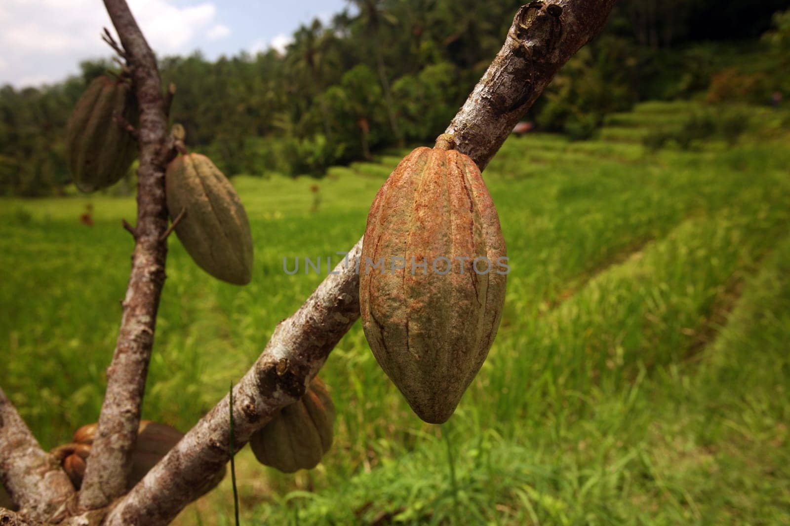 Cocoa fruechte in a plantation in the central nodes of Bali on the island of Bali in Indonesia.