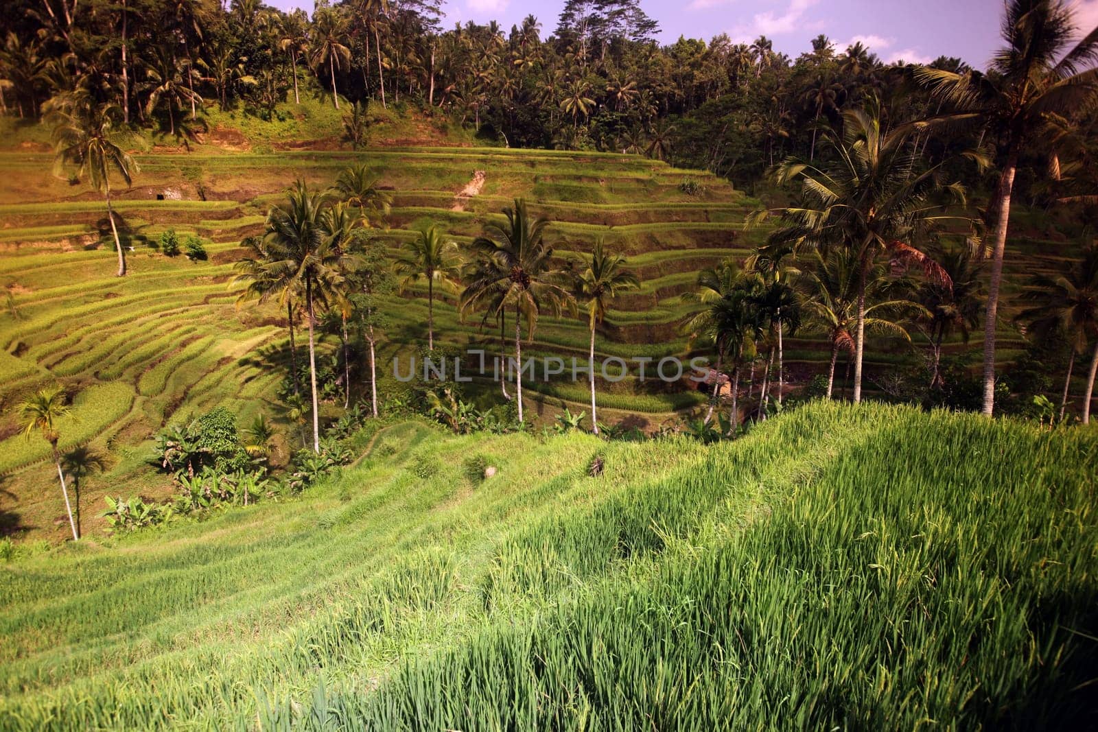 Asia,South East,Indonesia,Bali,Island,Central Bali,Tegalalang,Rice Terraces,Economy,Agriculture,Landscape,(Urs Flueeler)