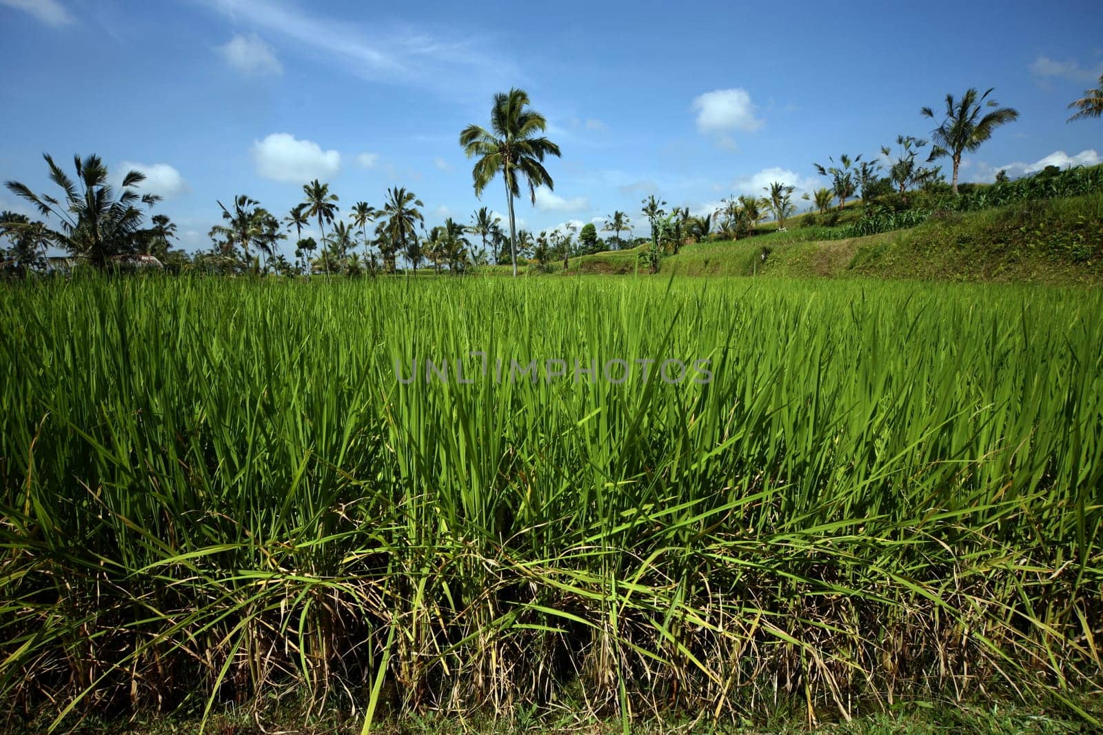 Asia,South East,Indonesia,Bali,Island,Central Bali,Tegalalang,Rice Terraces,Economy,Agriculture,Landscape,(Urs Flueeler)