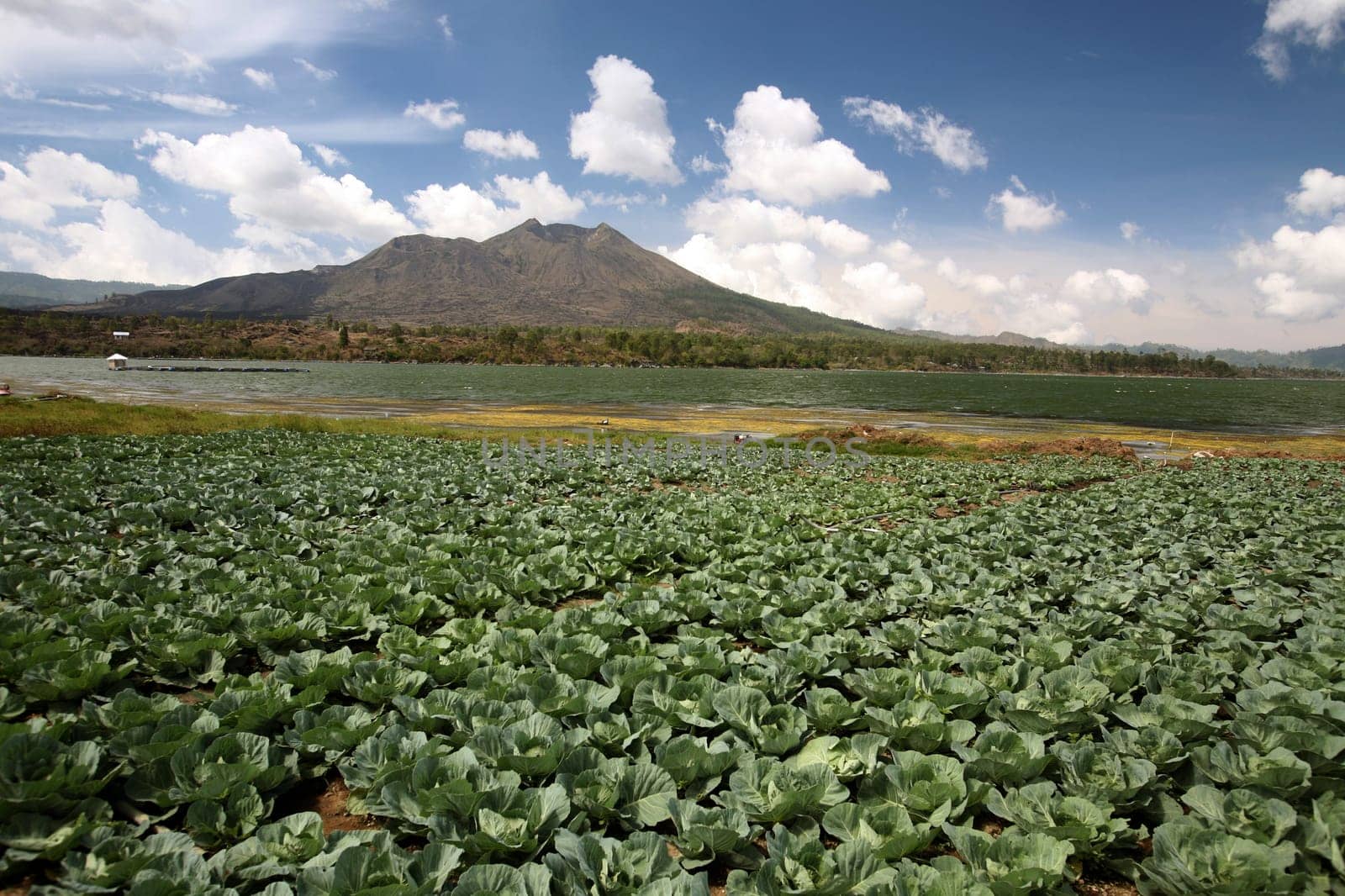 Asia,South East,Indonesia,Bali,Island,Central Bali,Lake Batur,Lake,Volcano,Landscape,Agriculture,(Urs Flueeler)