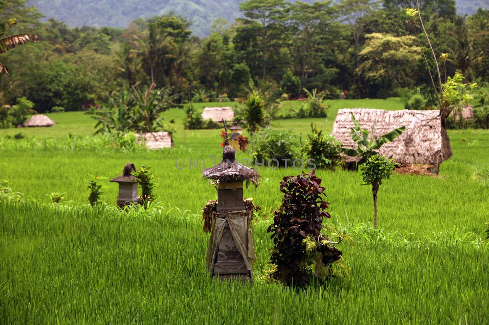 Asia,South East,Indonesia,Bali,Island,Central Bali,Tegalalang,Rice Terraces,Economy,Agriculture,Landscape,(Urs Flueeler)
