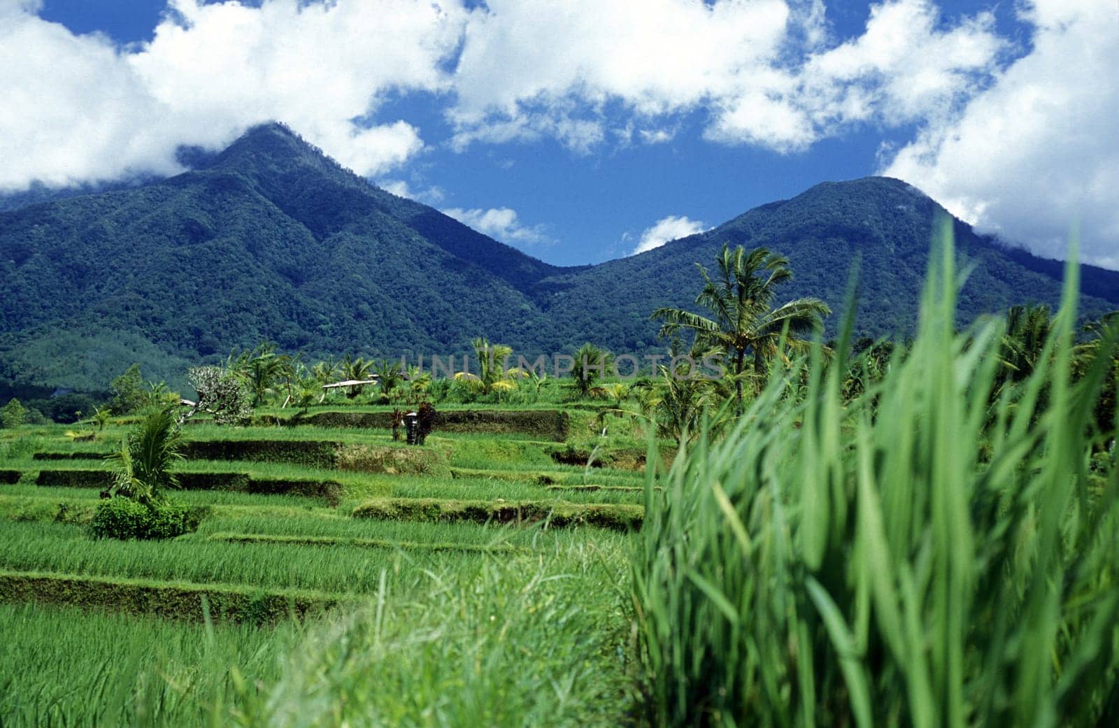 The rice fields and rice terraces at Tegalalang north of Ubud in Central Bali on the island of Bali in Indonesia.