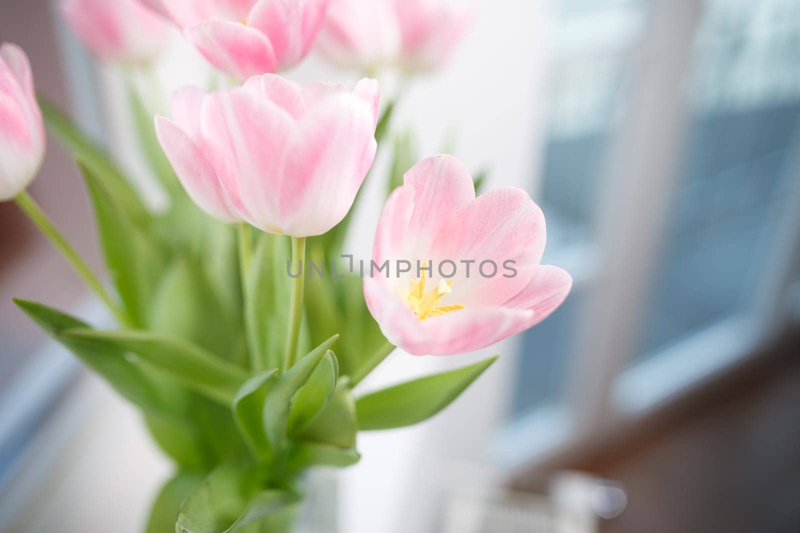 Tulip bouquet