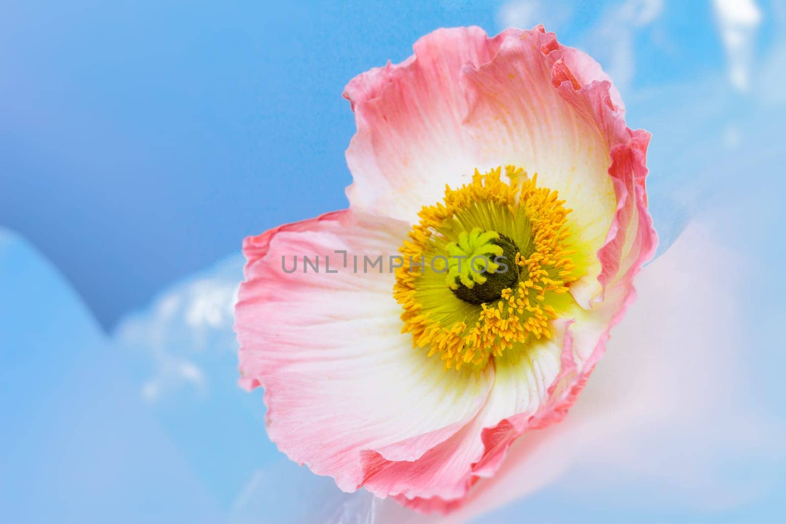 Poppy