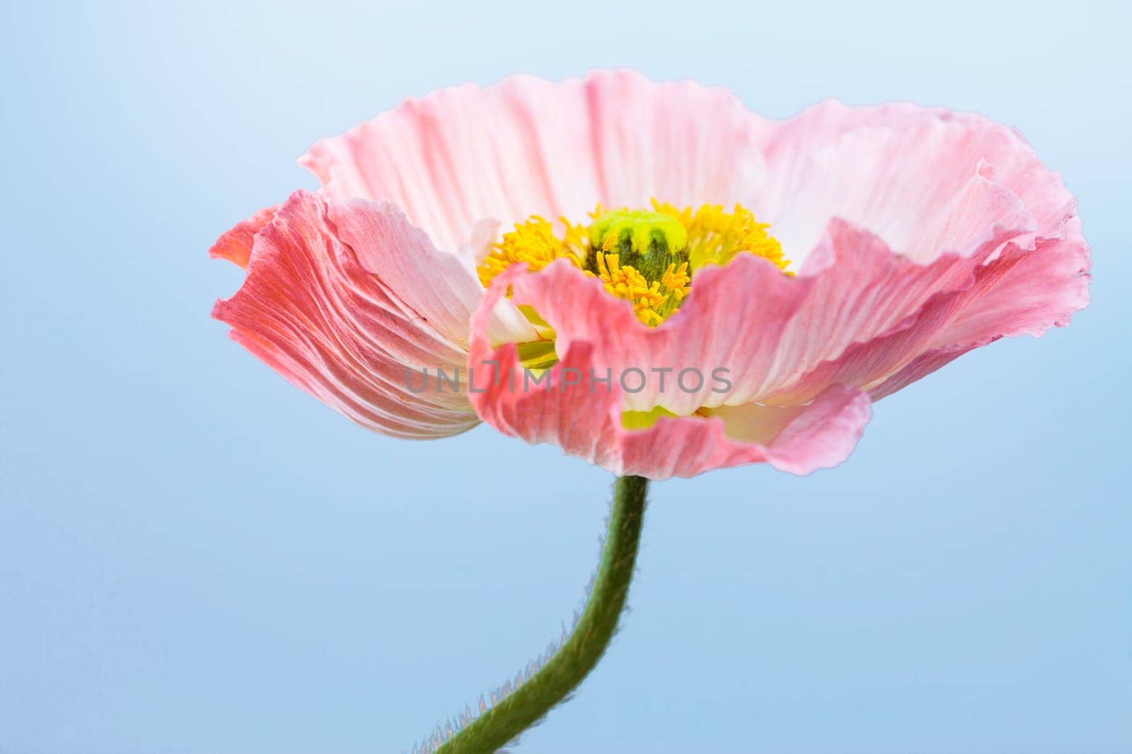 Poppy