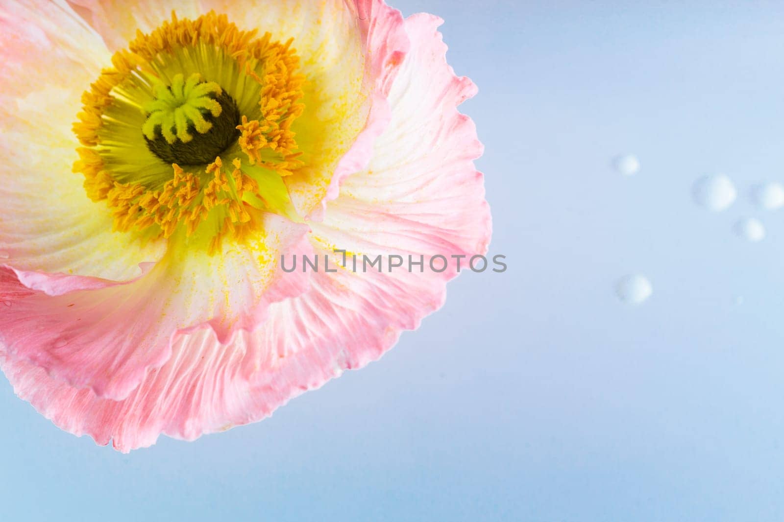 Poppy