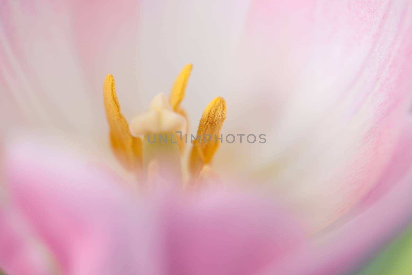 Pink Tulip