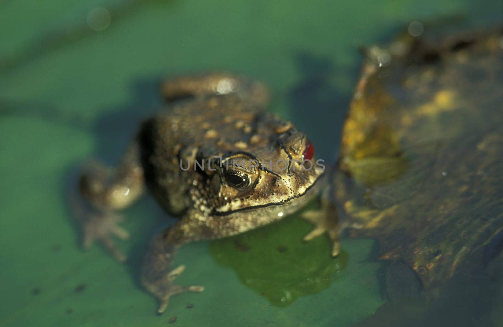 A frog in Ubud in Bali on the island of Bali in Indonesia.