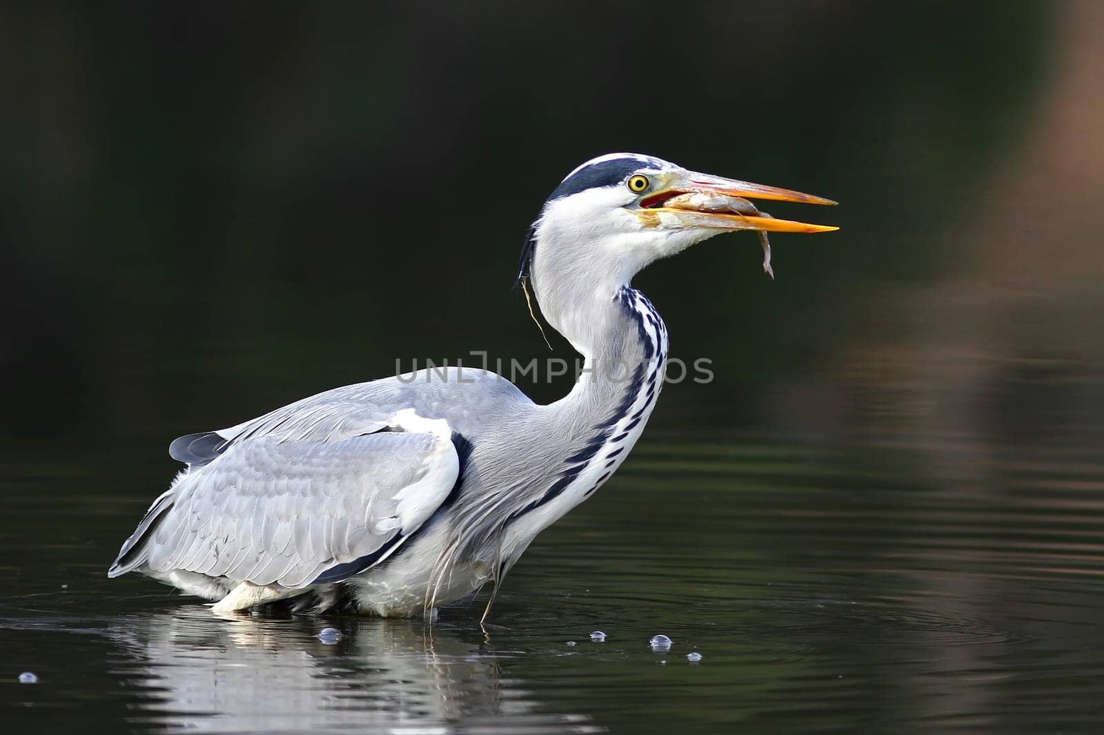 The Grey Heron (Ardea cinerea)