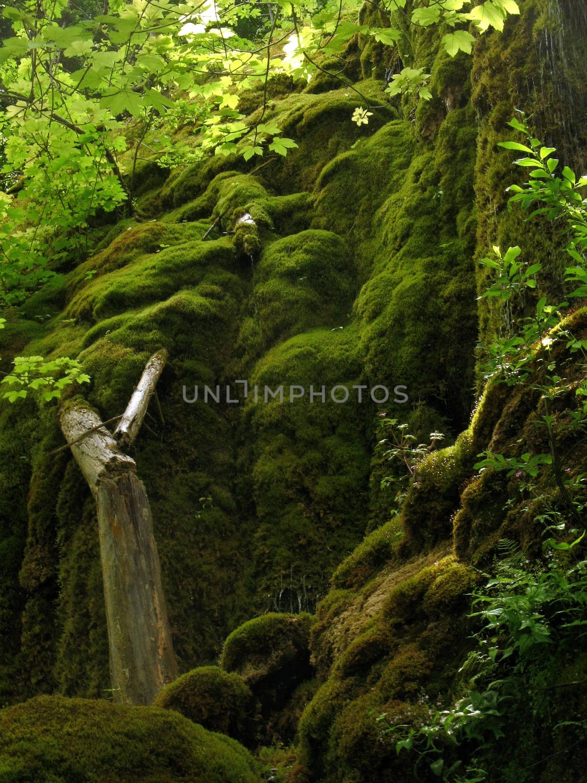 View of Veil Falls,Ammergau Alps,Upper Bavaria,Germany
