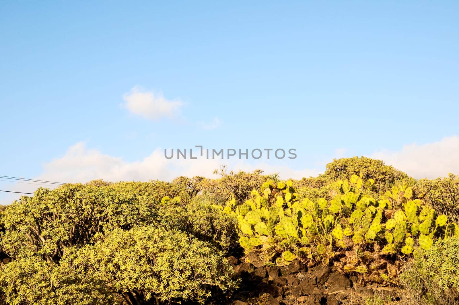 Cactus in the Desert at Sunset Tenerife South Canary Islands Spain