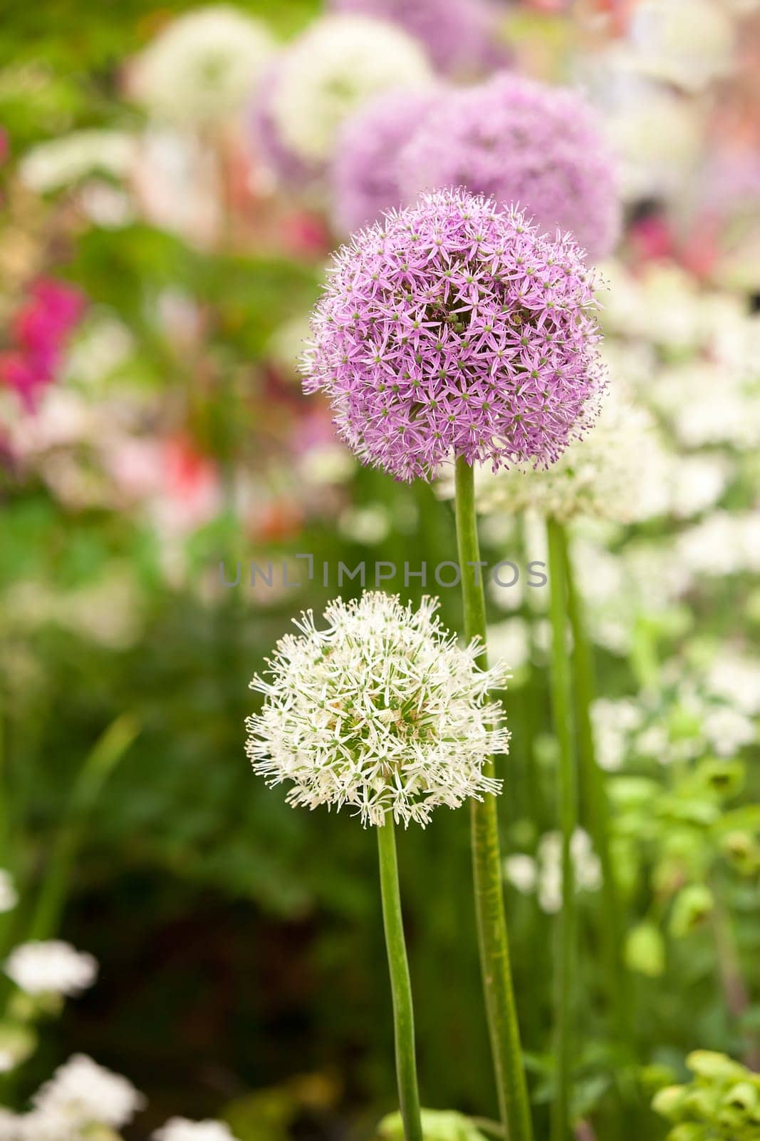 Allium flowers in spring garden