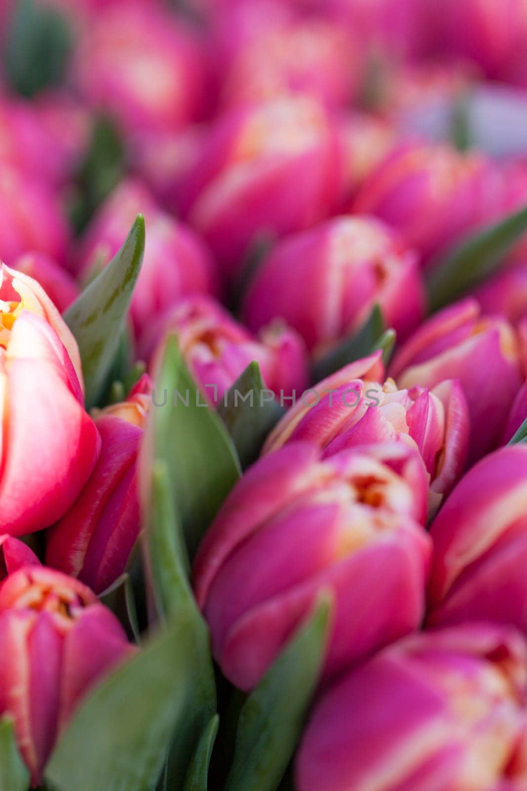 Colorful mixed flowers bouquet with various flowers for Valentine's Day and Mother's Day