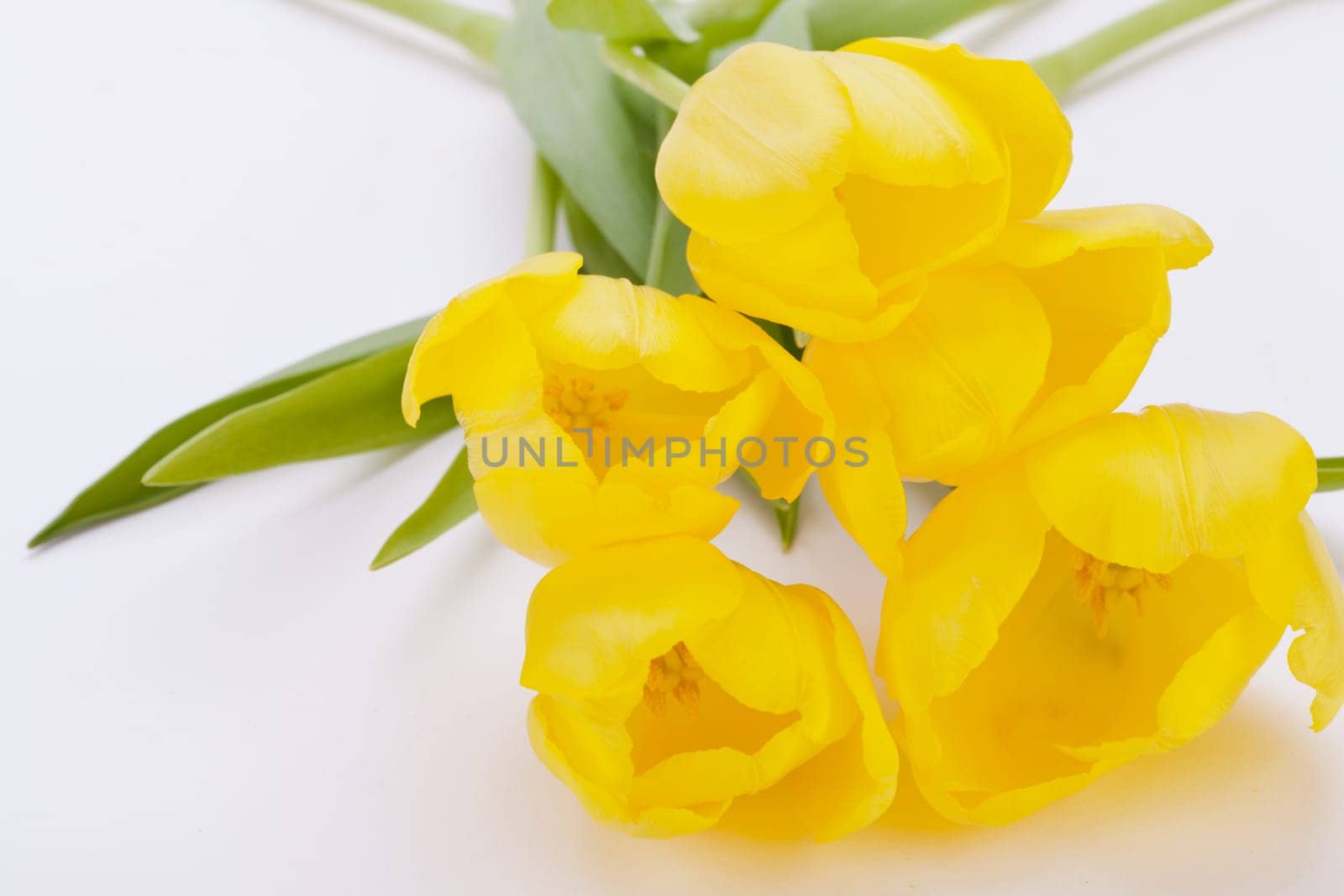 Flower bouquets of yellow tulips for Easter close up isolated on white background