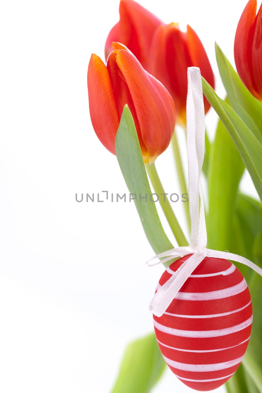 decorative red tulips season flowers at Easter decorated with Easter eggs insulated against white background
