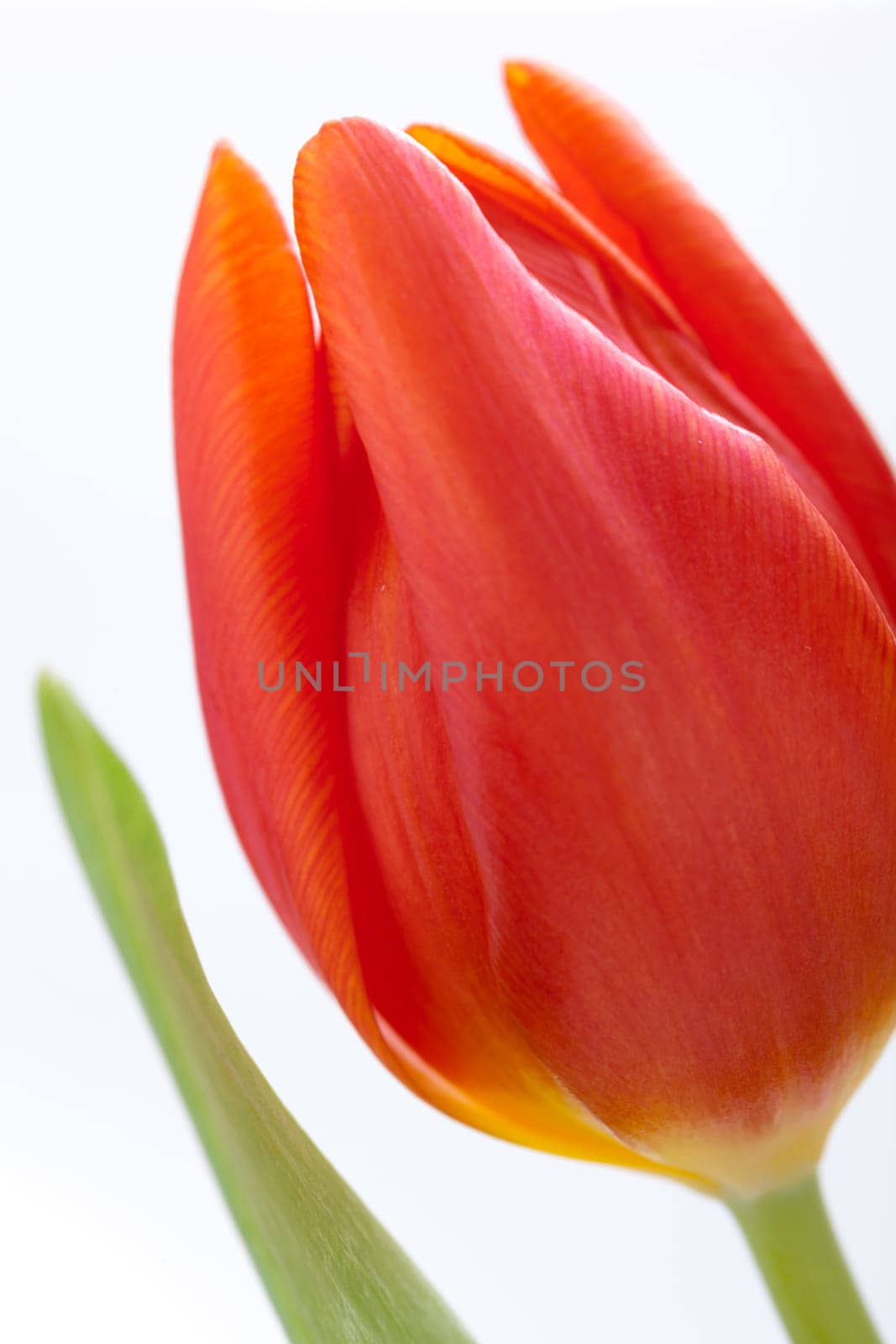 Beautiful fresh red tulips as bouquet isolated for Easter and Valentine's Day