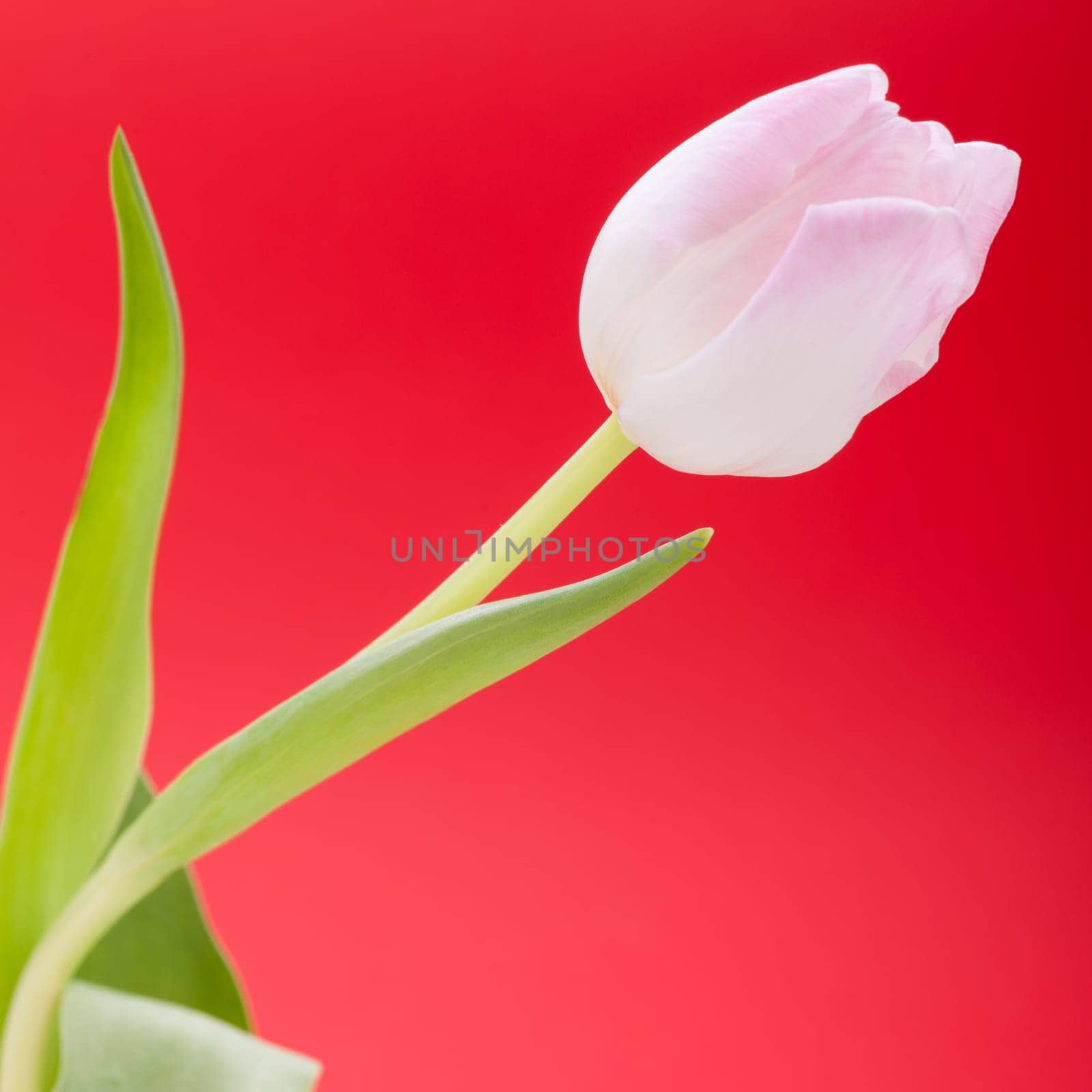 Pink tulips isolated as a close-up as postcard for Easter and Valentine's Day