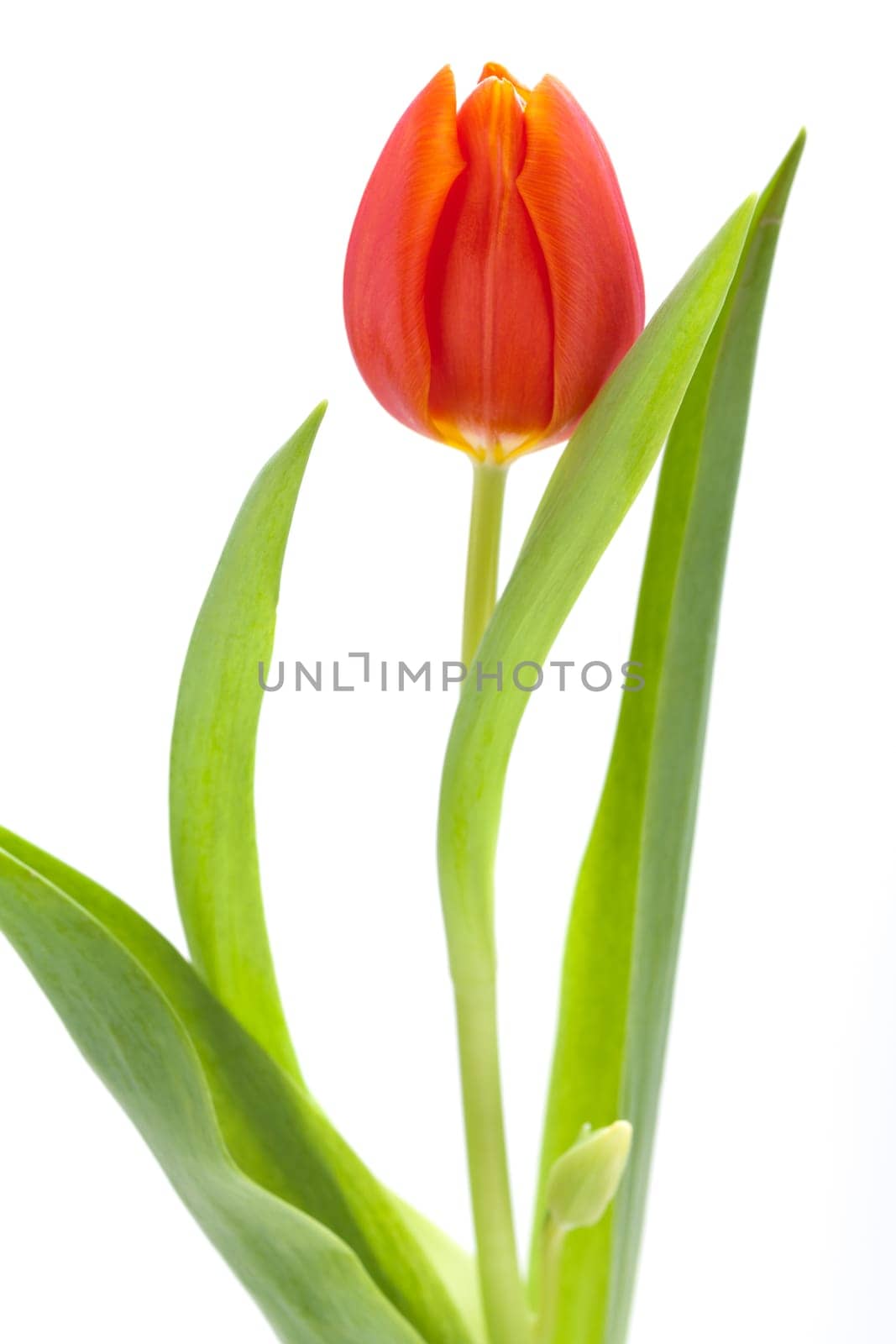 Beautiful fresh red tulips as bouquet isolated for Easter and Valentine's Day