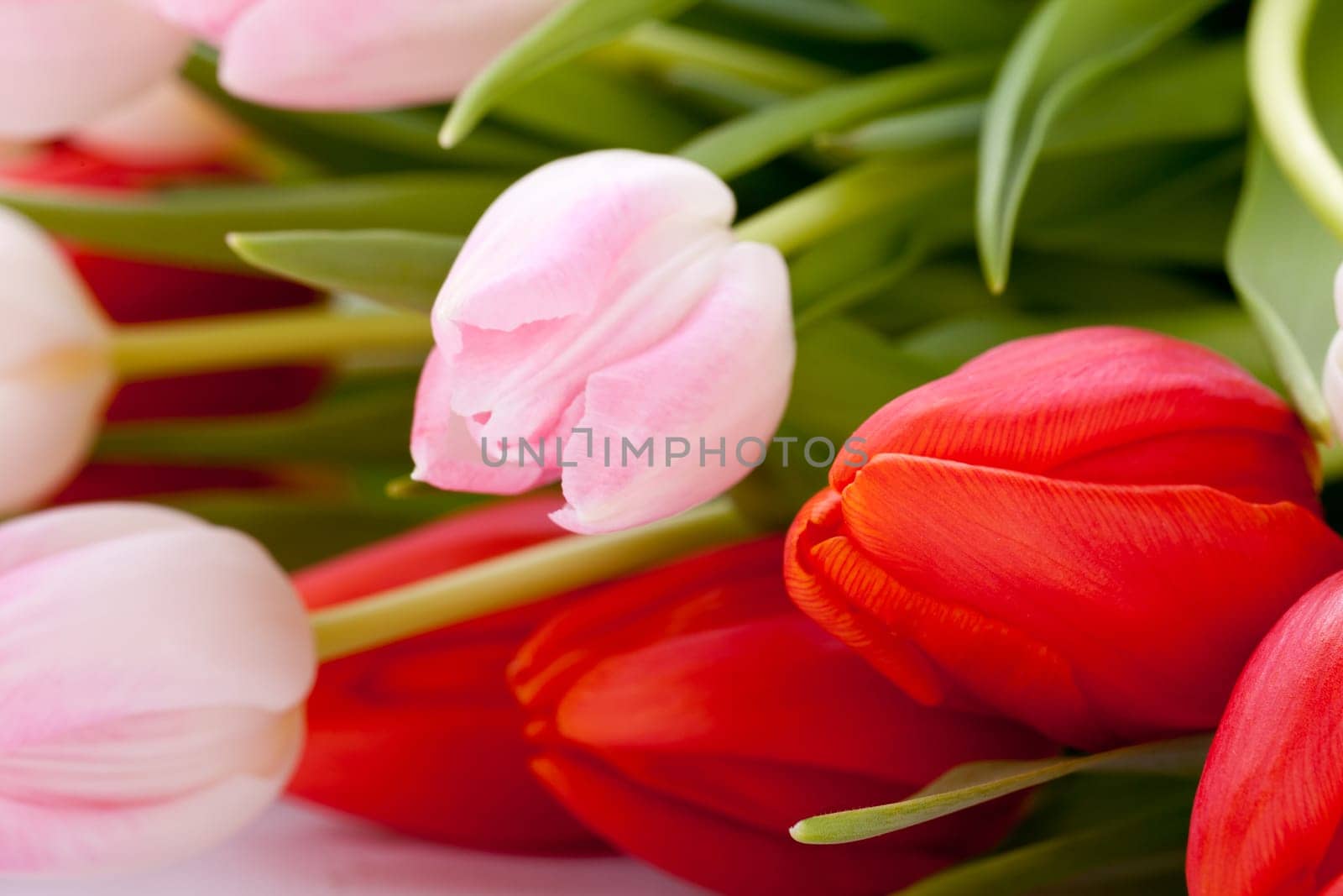 Pink and red tulips for Easter Mother's Day Valentine's Day with Easter eggs close up isolated on white background