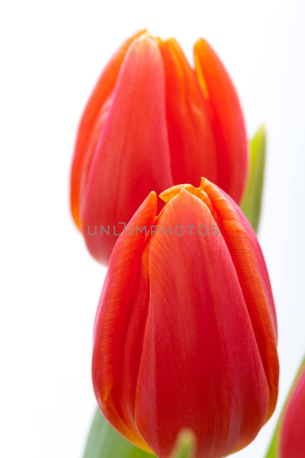 Beautiful fresh red tulips as bouquet isolated for Easter and Valentine's Day