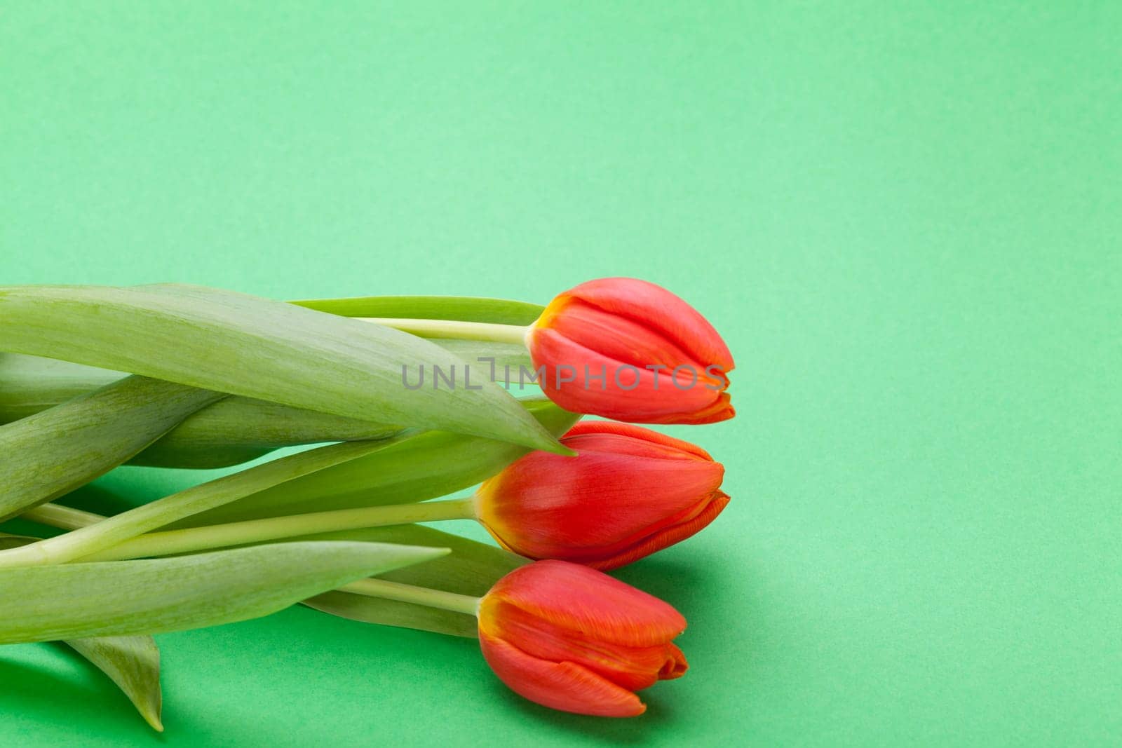Beautiful fresh red tulips as bouquet isolated for Easter and Valentine's Day