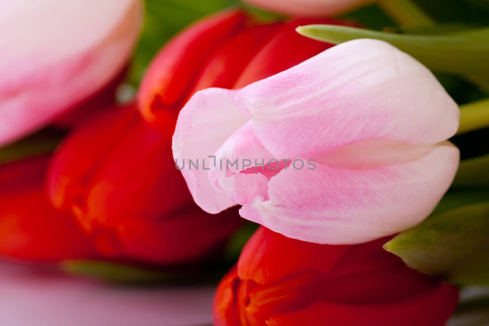 Pink and red tulips for Easter Mother's Day Valentine's Day with Easter eggs close up isolated on white background