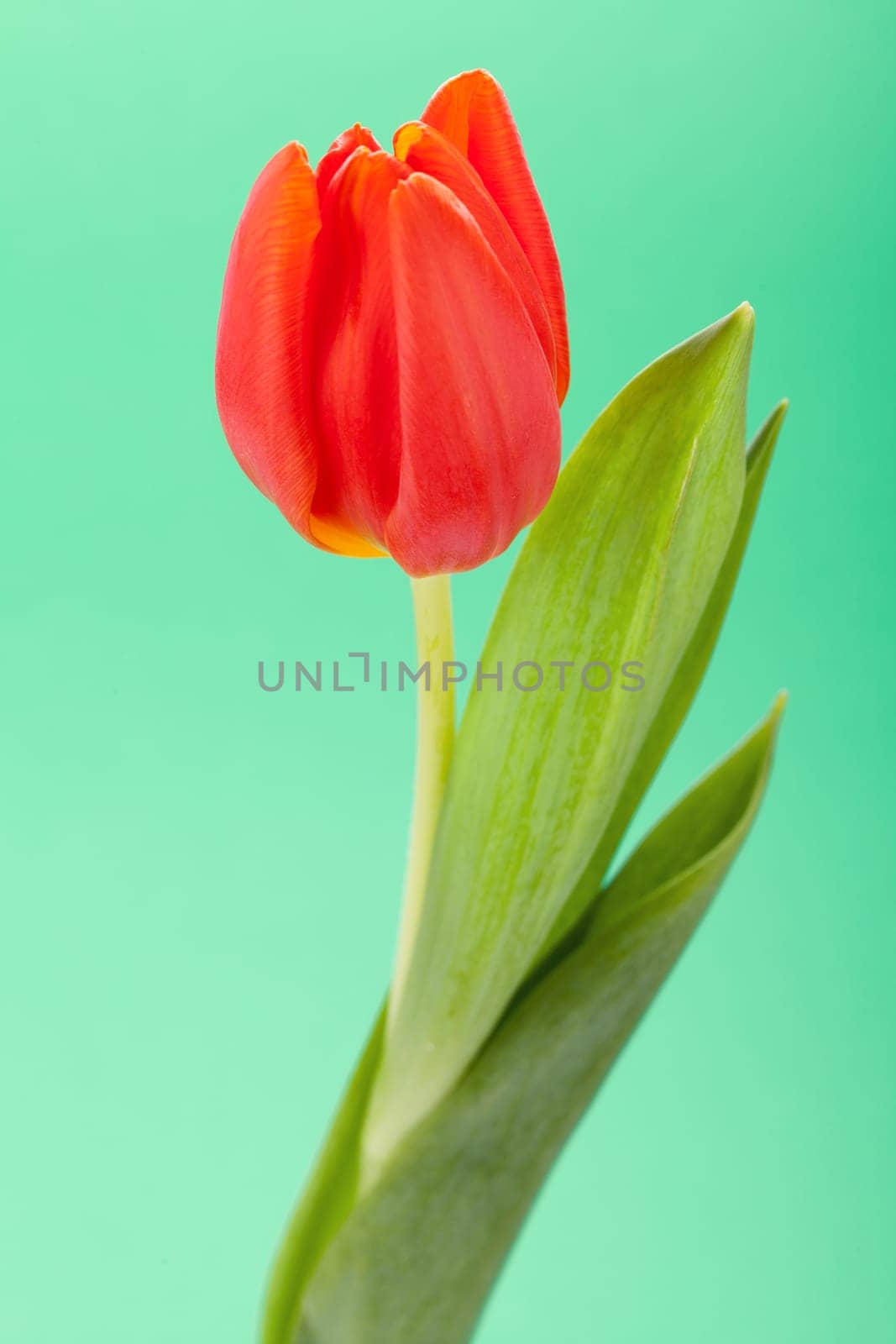 Beautiful fresh red tulips as bouquet isolated for Easter and Valentine's Day