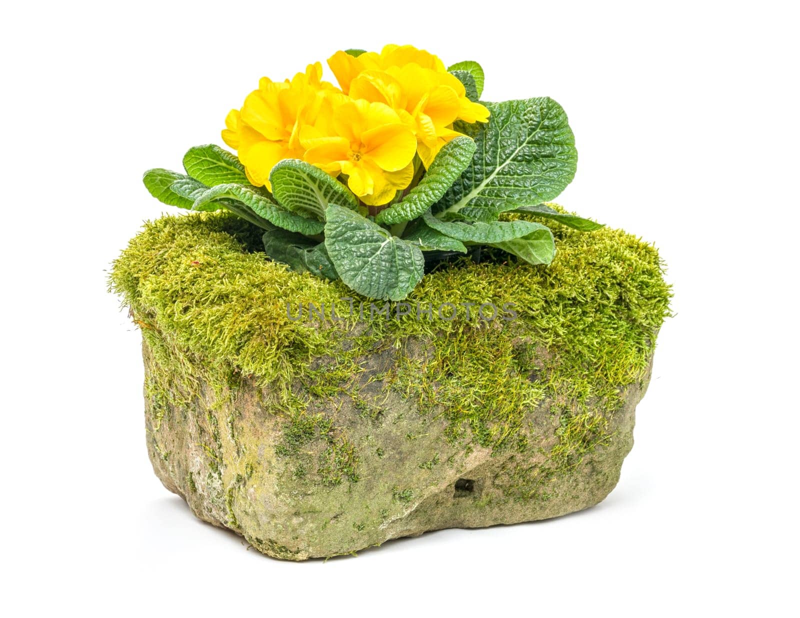 Yellow primroses in a misty flower trough