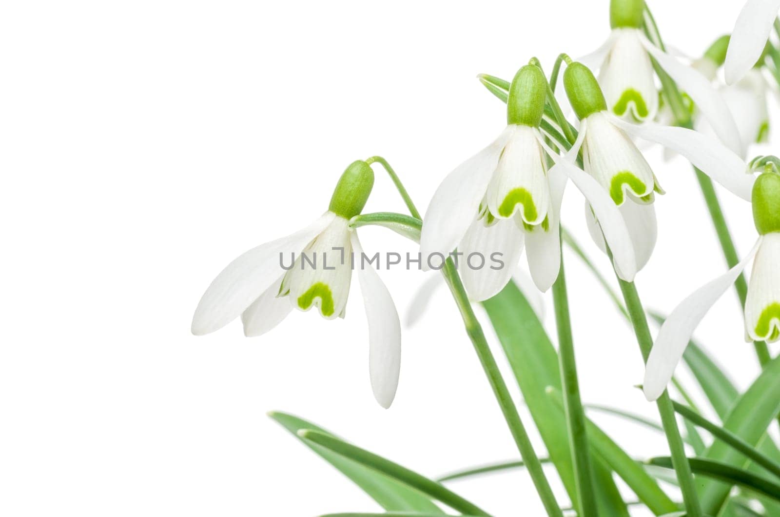 Snowdrops against a white background