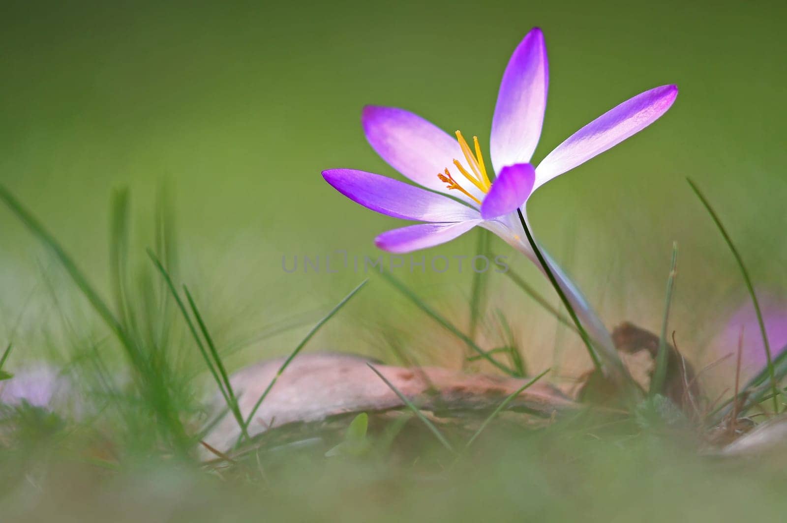 Krokus