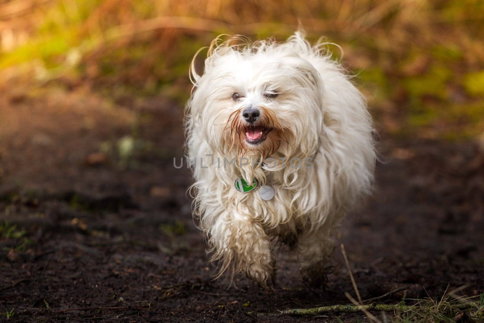 A little dirty Havanese runs across the dirty forest floor.